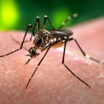 Zika - Quello che è successo nel 2016